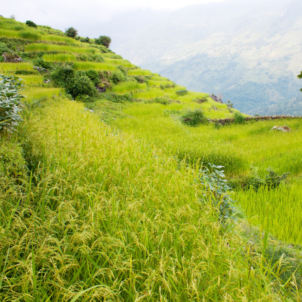 From Field to Table: The Story Behind Every Grain of Shahnai Sonam Masino Rice